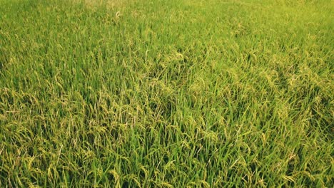 Low-angle-aerial-view-of-green-rice-paddy-meadow-during-sunset,-revealing-beautiful-landscape-under-orange-sunset-sky