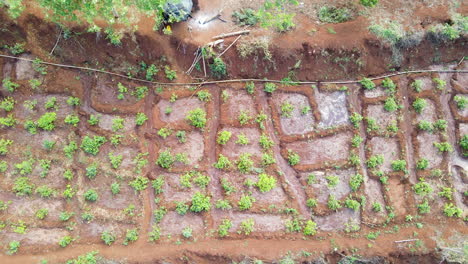 top down aerial of crops on red soil on a farm in rural kenya