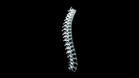 hologram representation screen 3d of vertebral column in the human body - loop