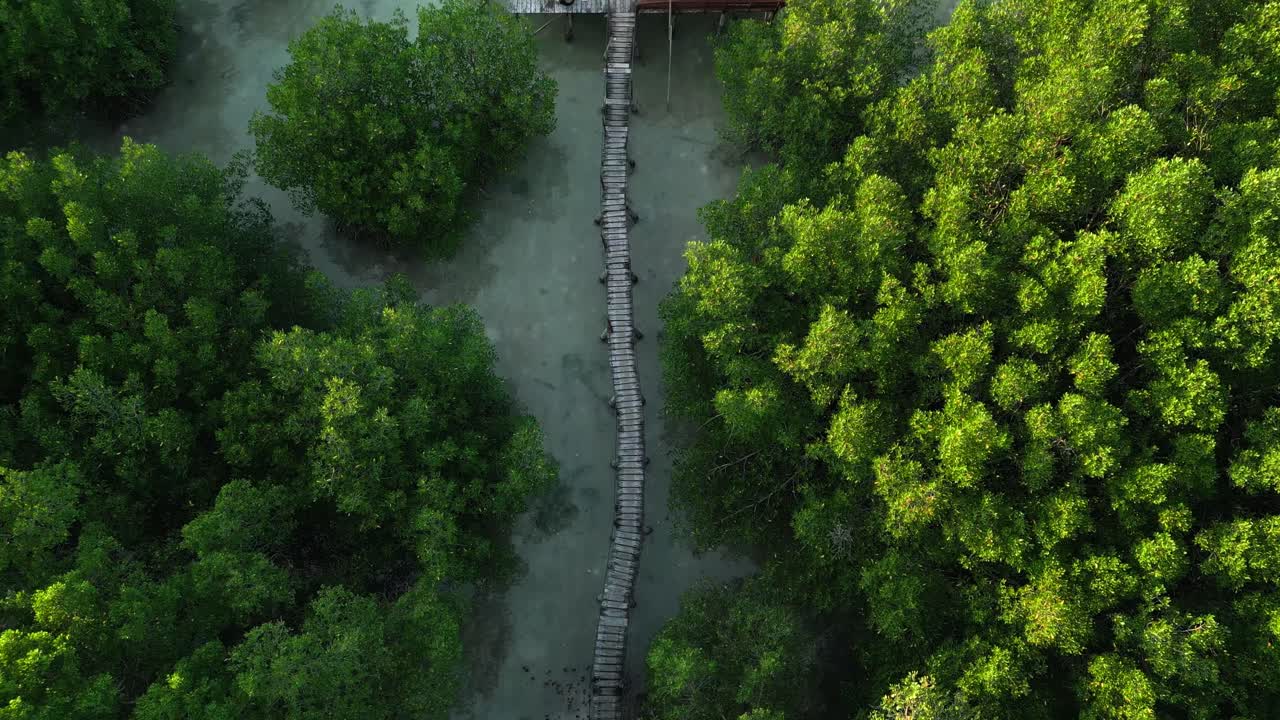 vista de arriba hacia abajo del camino de madera al muelle de barcos entre el bosque de manglares cerca del océano