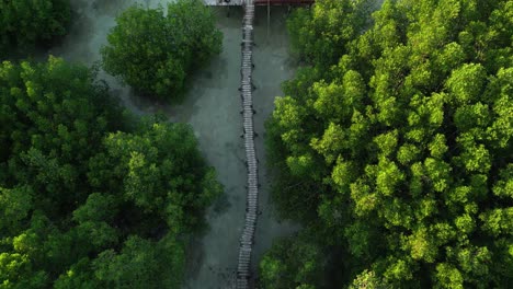 top down view of wooden pathway to boat dock among mangrove forest near ocean