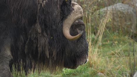 Musk-ox-eating-green-grass