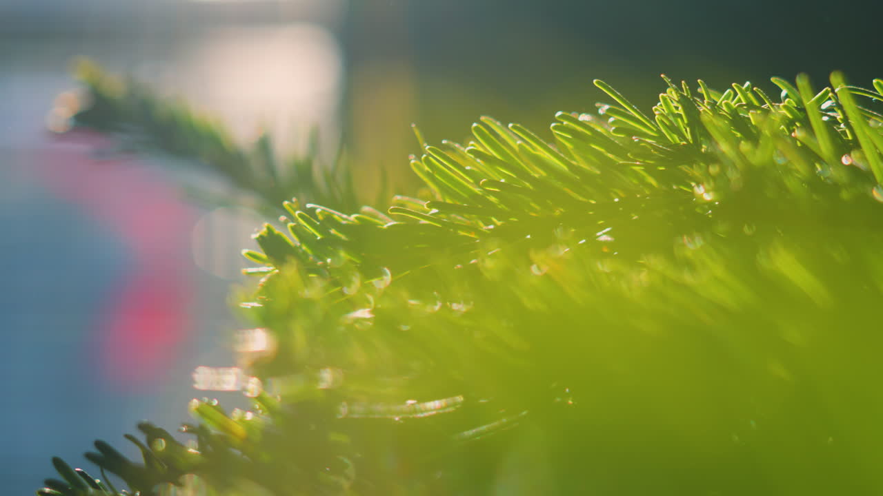 Close Up of Xmas Fir Tree in Natural Sunlight with Window in Background with Shallow Depth of Focus. ProRes 4K.