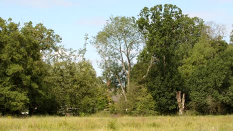 Wide-shot-of-Car-passing-river-Wensum-meadow-at-Lyng