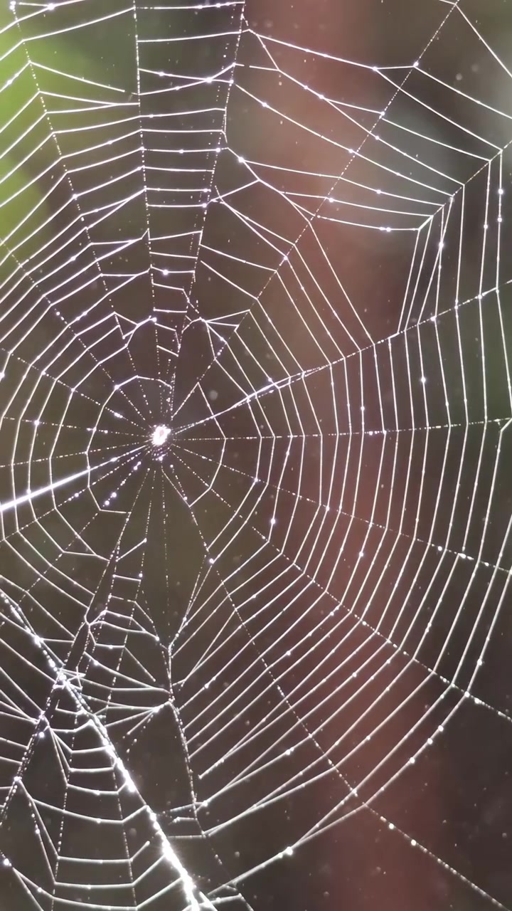 Spider web glistening with water drops in forest