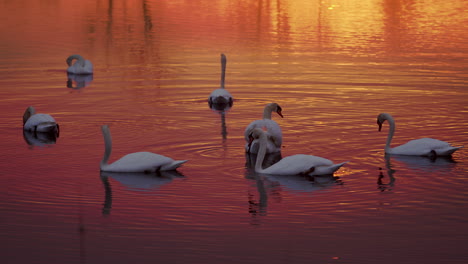 swans on a pond in slow motion, set against the backdrop of a spectacular sunrise.
