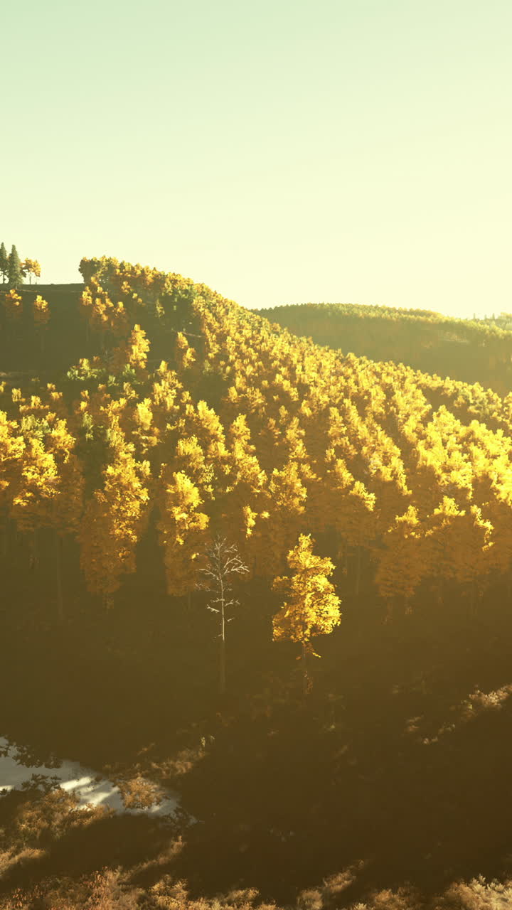 황금 가을의 숲 풍경