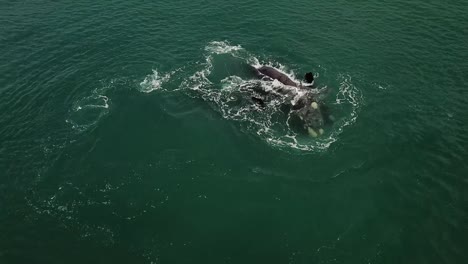 Südliche-Glattwale-Schwimmen-Im-Grünen-Wasser