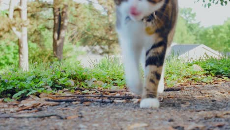 cat walking up grassy hill onto concrete lot close up