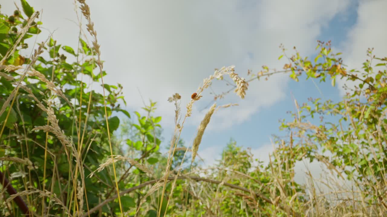 Ladybug on grass stem with blue sky background establishing natural insect detailed life feeding and crawling