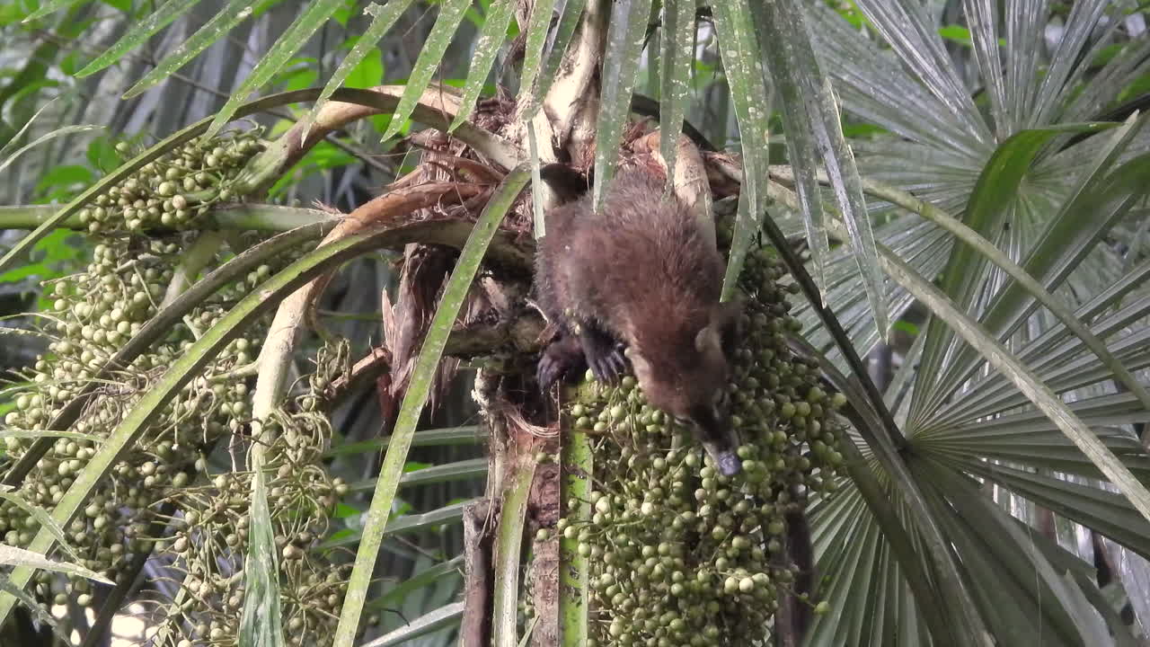 animal coatí en un árbol comiendo fruta y trepando por las ramas