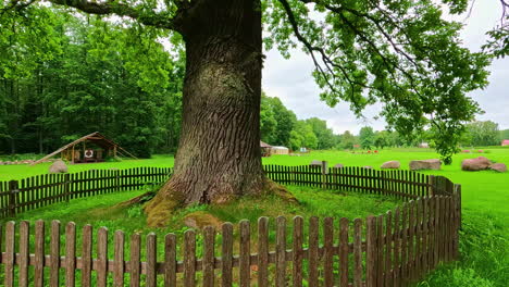 un árbol viejo protegido por una valla de madera en un paisaje rural de la aldea