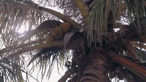 Hojas-De-Palma-Verdes-Y-Frutos-De-Coco-Ocultan-El-Brillante-Disco-Solar