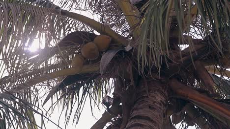 las hojas de palma verdes y los frutos de coco ocultan el disco de sol brillante