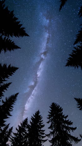 milky way through the trees
