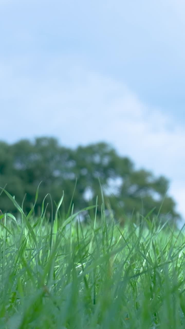 Green Grass Field with Trees and Blue Sky