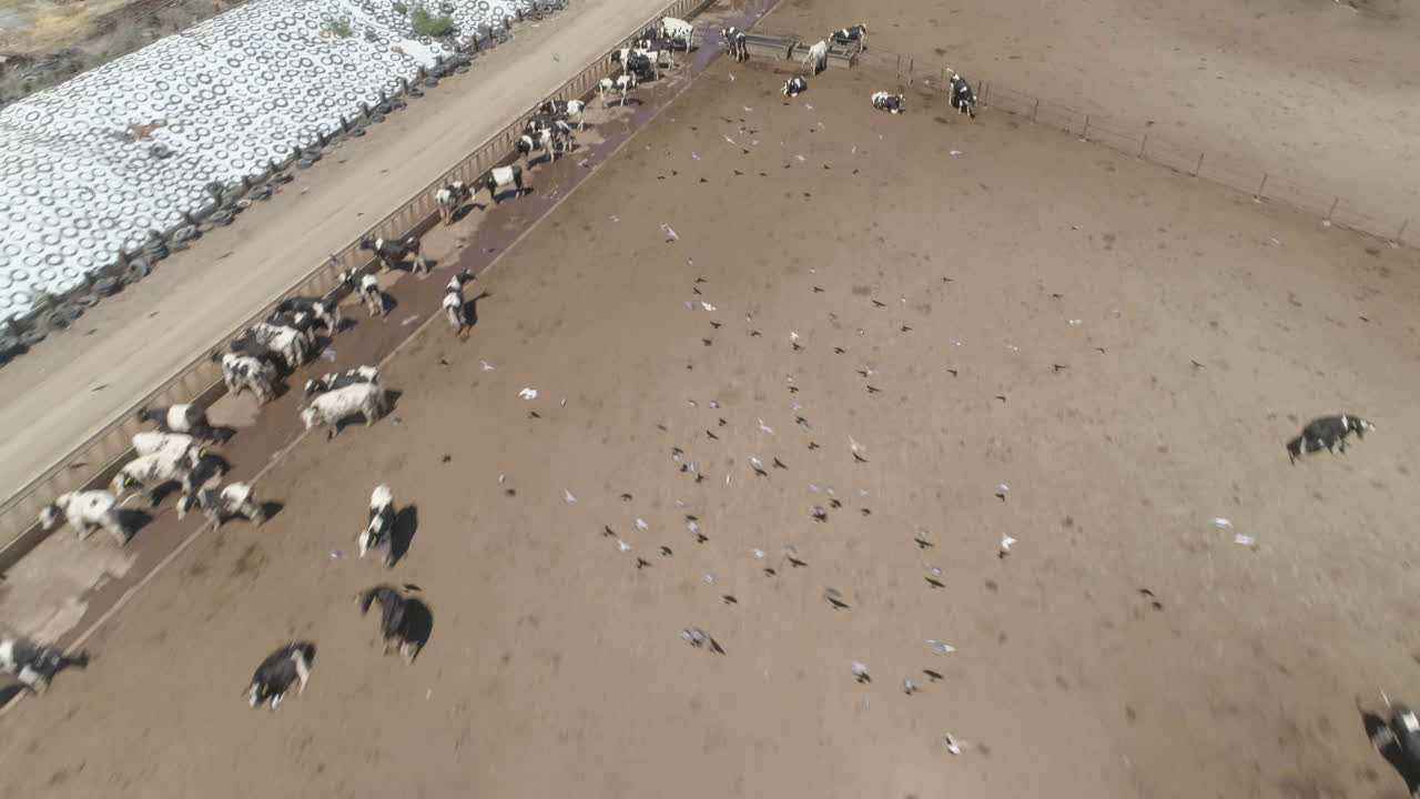 공중 - 펜에 있는 소 떼 위로 날아가는 새 떼