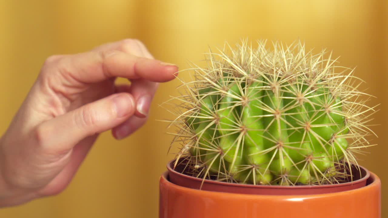 A close-up shot of a hand approaching a potted cactus. The finger nears the spines, then quickly pulls back after being lightly pricked by one of the thorns.