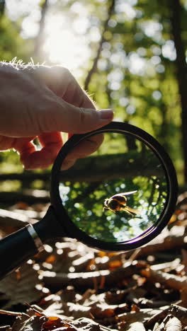 magnifying glass reveals a bee in a forest
