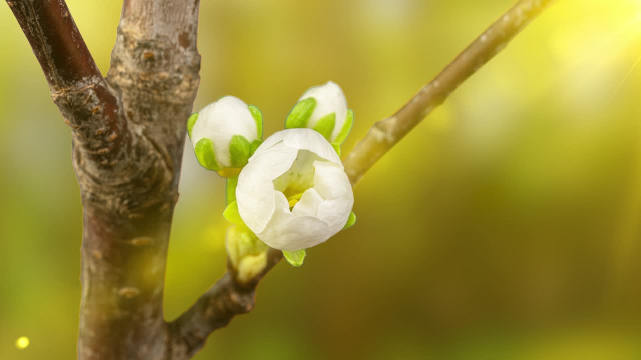las hermosas flores de cerezas de primavera florecen en un lapso de tiempo, de primer plano extremo.
