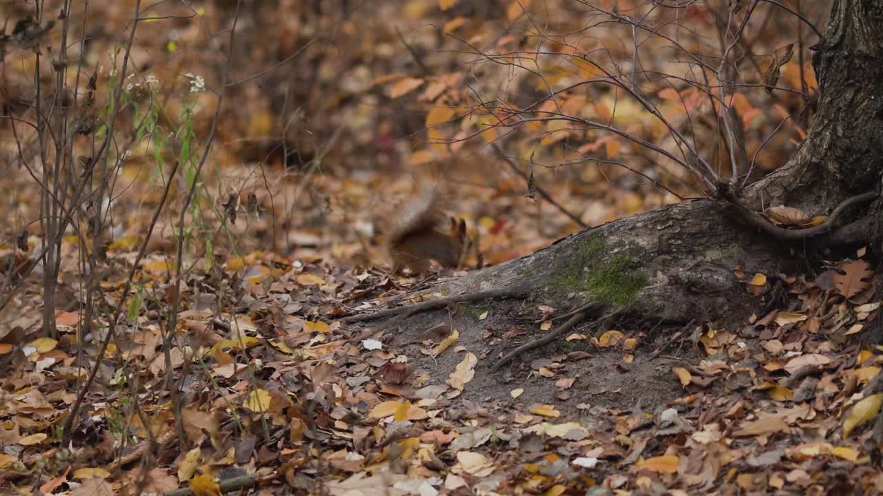 A squirrel burrows its food by jumping on the autumn yellow leaves in the forest