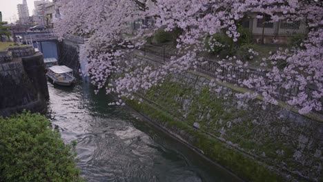 biwako canal in spring, sakura blooming over otsu sosui