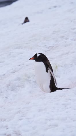 Penguins-Walking-in-Snow-in-Antarctica,-Vertical-Animals-Video-for-Social-Media,-Instagram-Reels-and-Tiktok,-Gentoo-Penguins-and-Antarctica-Wildlife-in-Snowy-Winter-Ice-on-Antarctic-Peninsula