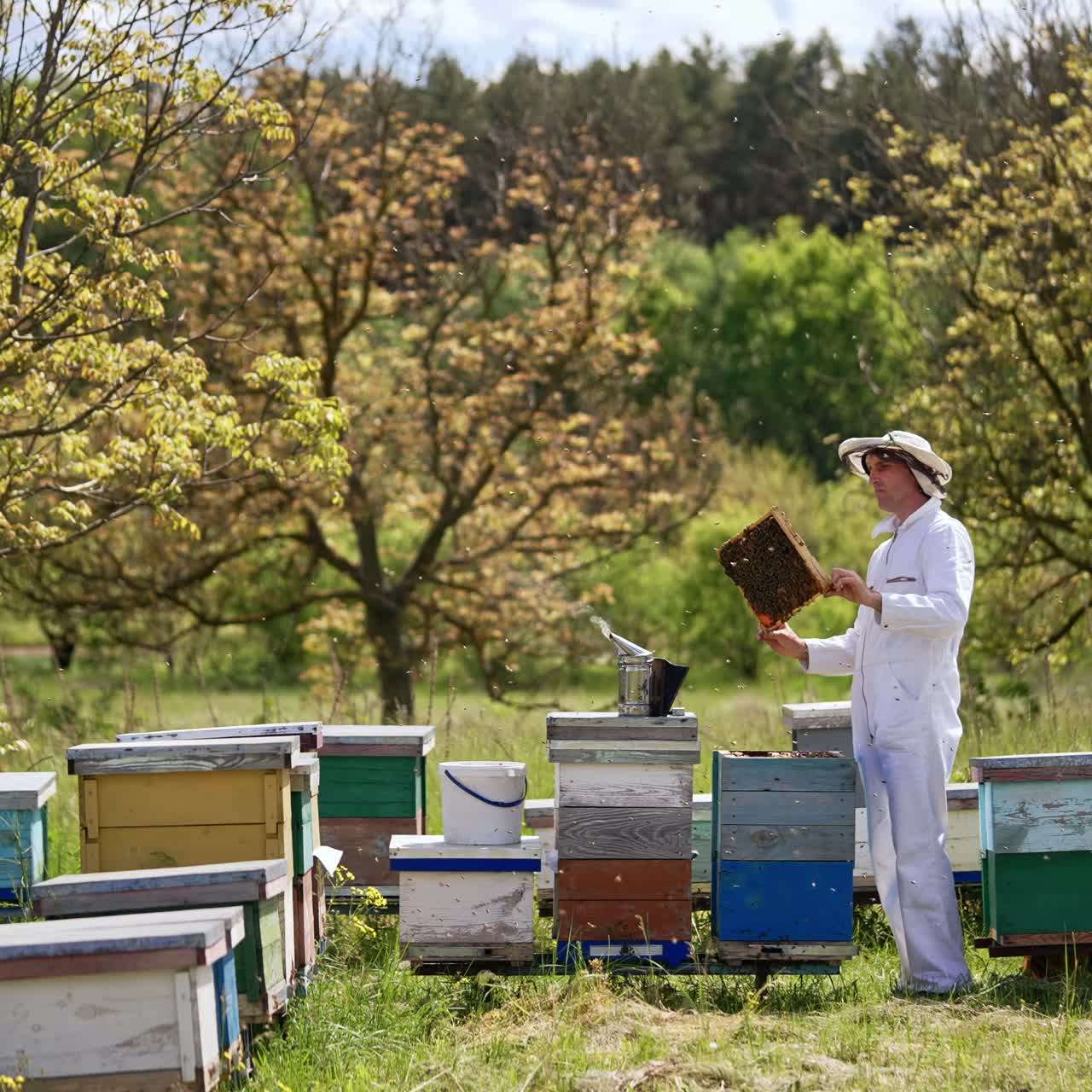 Un apicoltore tiene in mano un favo nella sua azienda apistica. Un agricoltore esperto controlla il suo apiario all'aperto, in giardino.