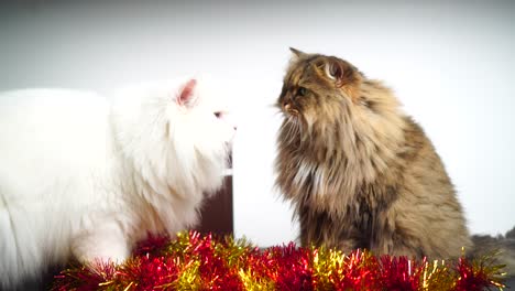 celebrate christmas with lovely persian cat and a beautiful gift box : 4k