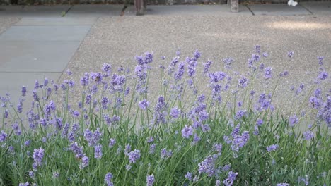 Woman-walks-past-lavander-shrubs-and-grabs-flower-with-hand-to-pick-the-scent