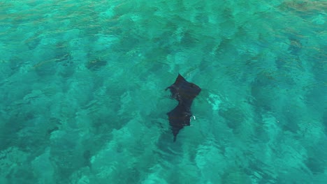 Excelente-Toma-Aérea-De-Dos-Mantarrayas-Nadando-En-Indonesia