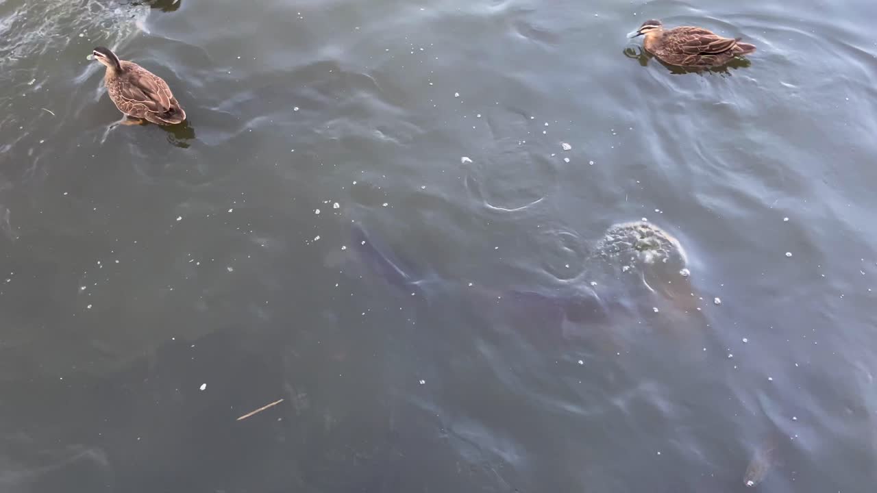 연못에서 야생 오리와 큰 잉어에게 빵을 먹이기