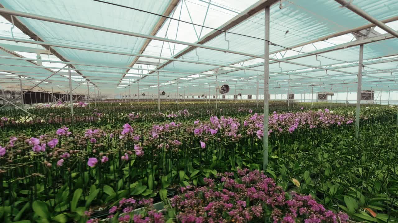 Numerosi fiori crescono in una grande serra.