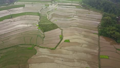 aerial rice field taken from drone camera