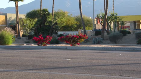 ornamental blooming shrubs planted by street, la quinta, california