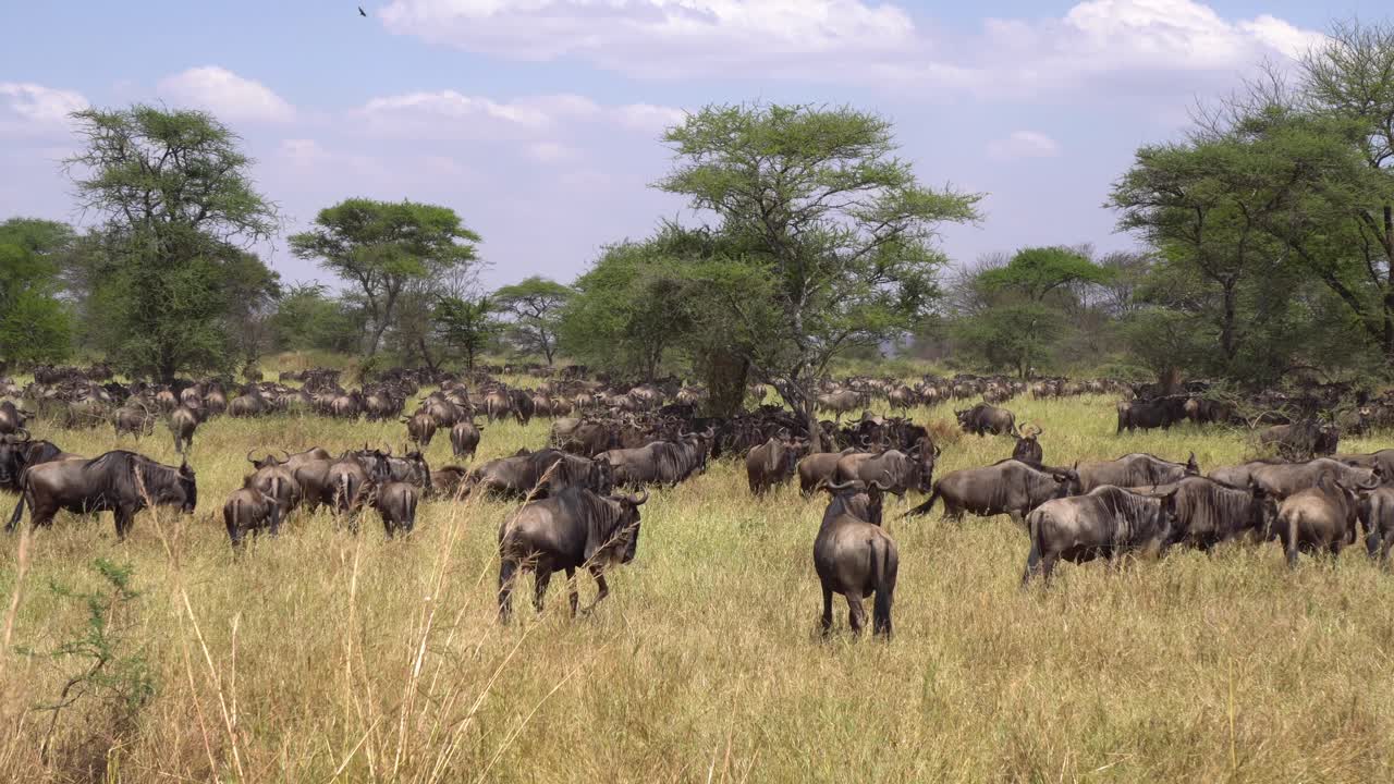 Massive Wildebeest Herd in Wilderness of African Savannah Natural Preserve. Animals in Seasonal Migration