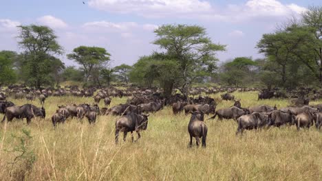 massive wildebeest herd in wilderness of african savannah natural preserve. animals in seasonal migration