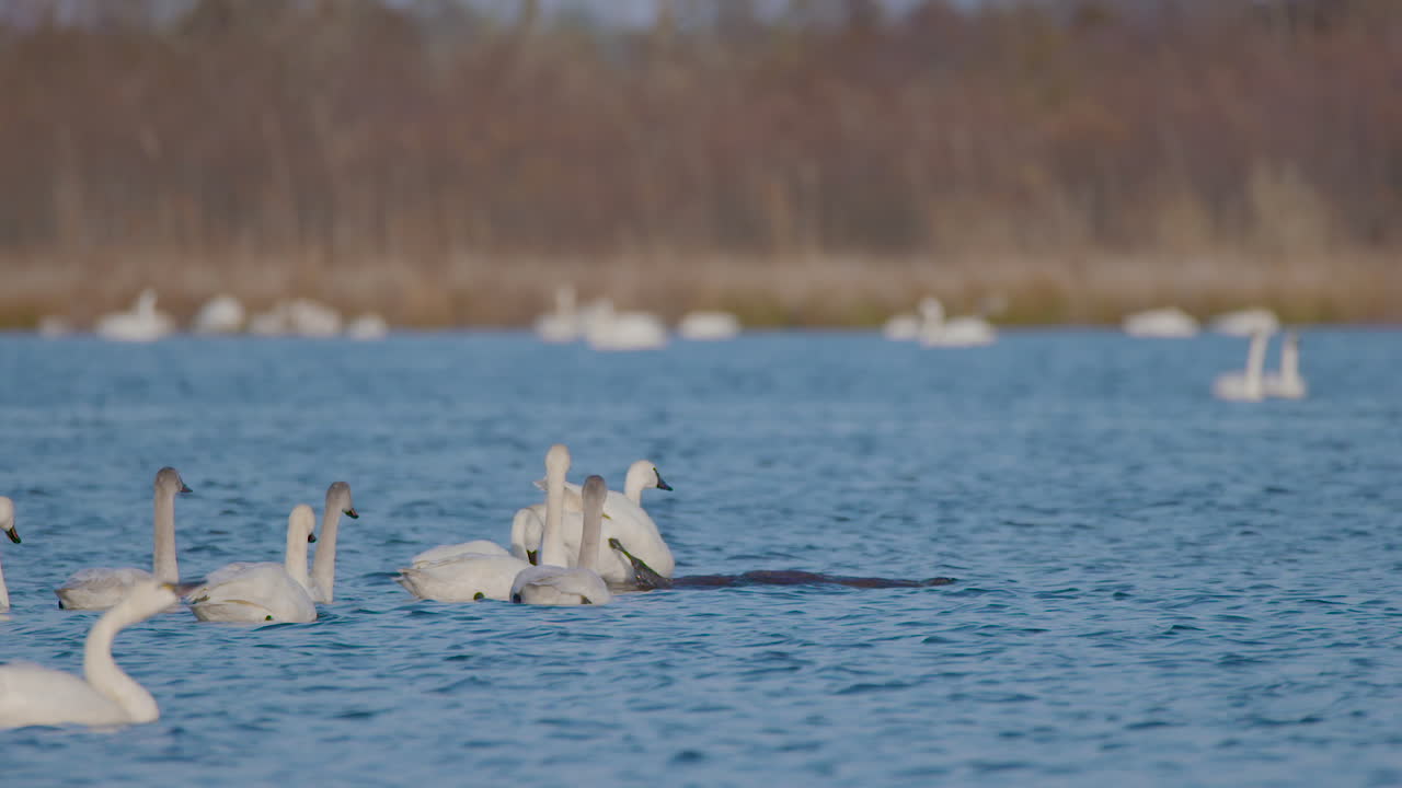 cisne de tundra en la parte este de carolina del norte
