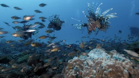 three lionfish swimming over coral reef with glassfish and scuba divers in the background