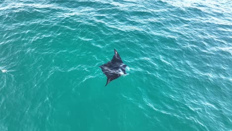 tomada de un avión no tripulado de rayas que nadan en el agua clara del océano