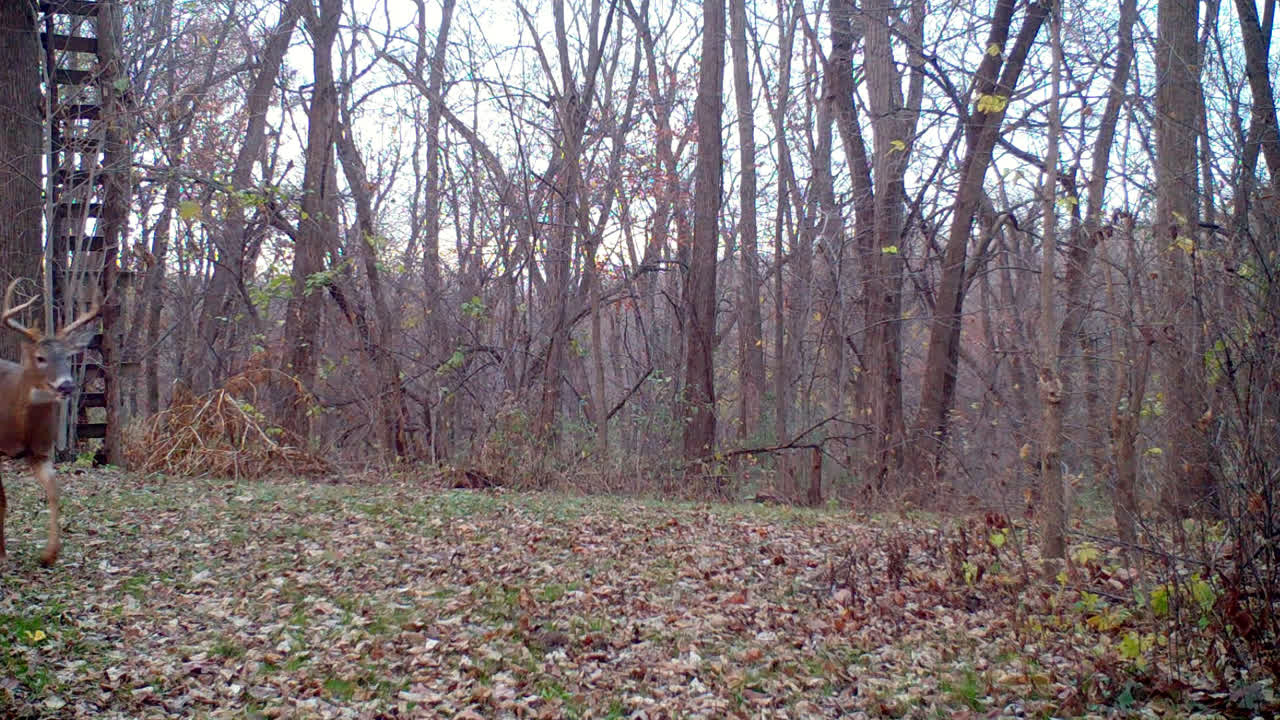 Whitetail Deer - 8-point buck in rut trots thru a clearing in the woods following a doe's scent in the Midwest in the Fall; concepts of nature, game camera, wildlife and hunting