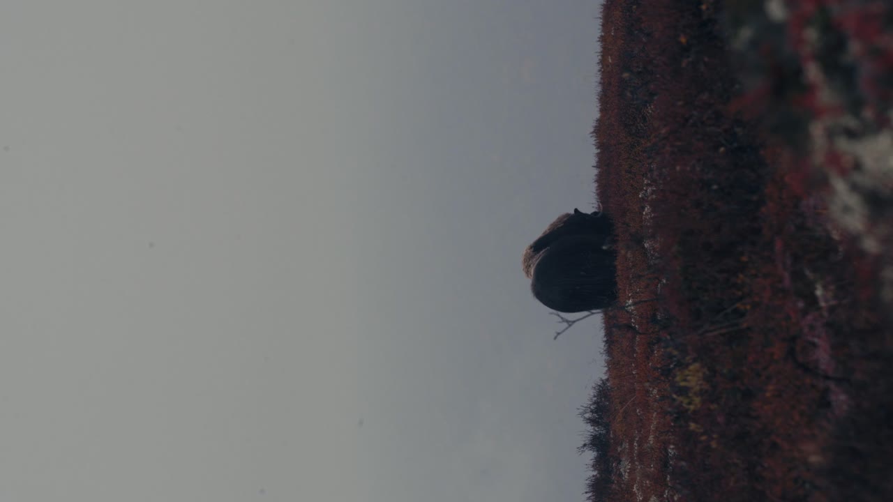 노르웨이 도브레에서 가을 동안 풀을 뜯는 사향소의 세로 샷