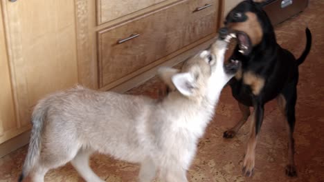 baby timber wolf pup fighting with a small black dog