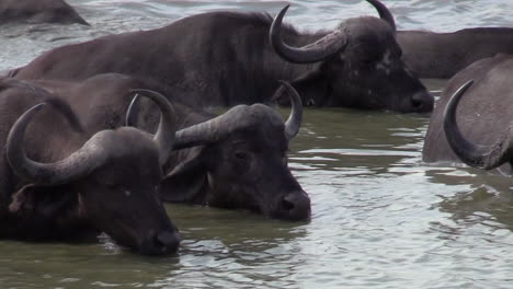 african buffaloes refreshing and drinking water at pan