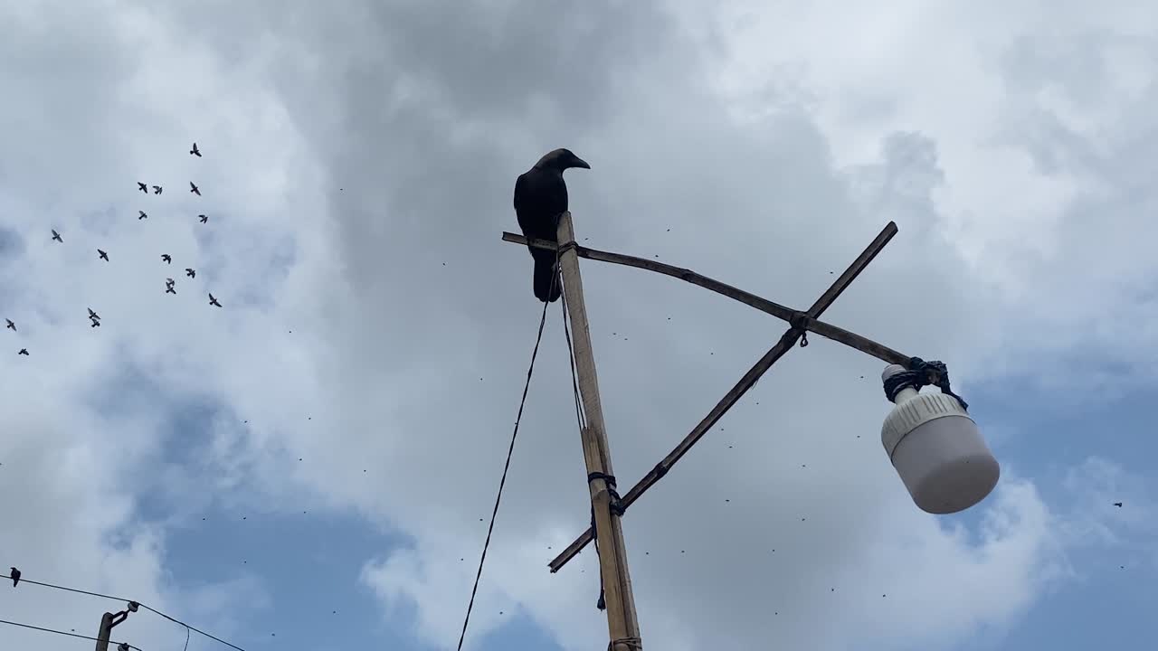 cuervo negro posado en una farola improvisada con una bandada de pájaros volando por encima antes de volar