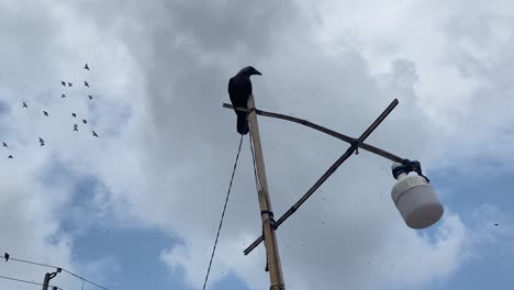 Schwarze-Krähe-Thront-Auf-Provisorischem-Laternenpfahl-Mit-Vogelschwarm,-Der-Oben-Vorbeifliegt,-Bevor-Er-Abfliegt