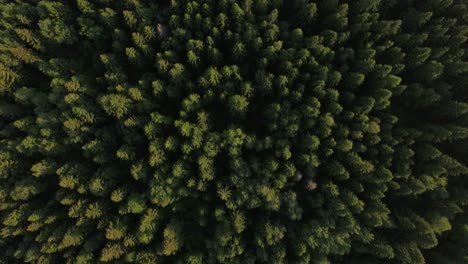 flying over green forest and village near the road russia