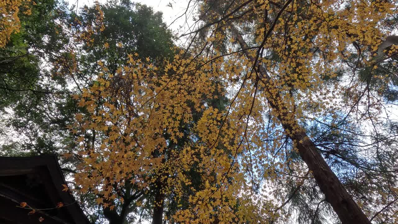 나무 의 가을 잎 이 바뀌는 것 의 위쪽 전망