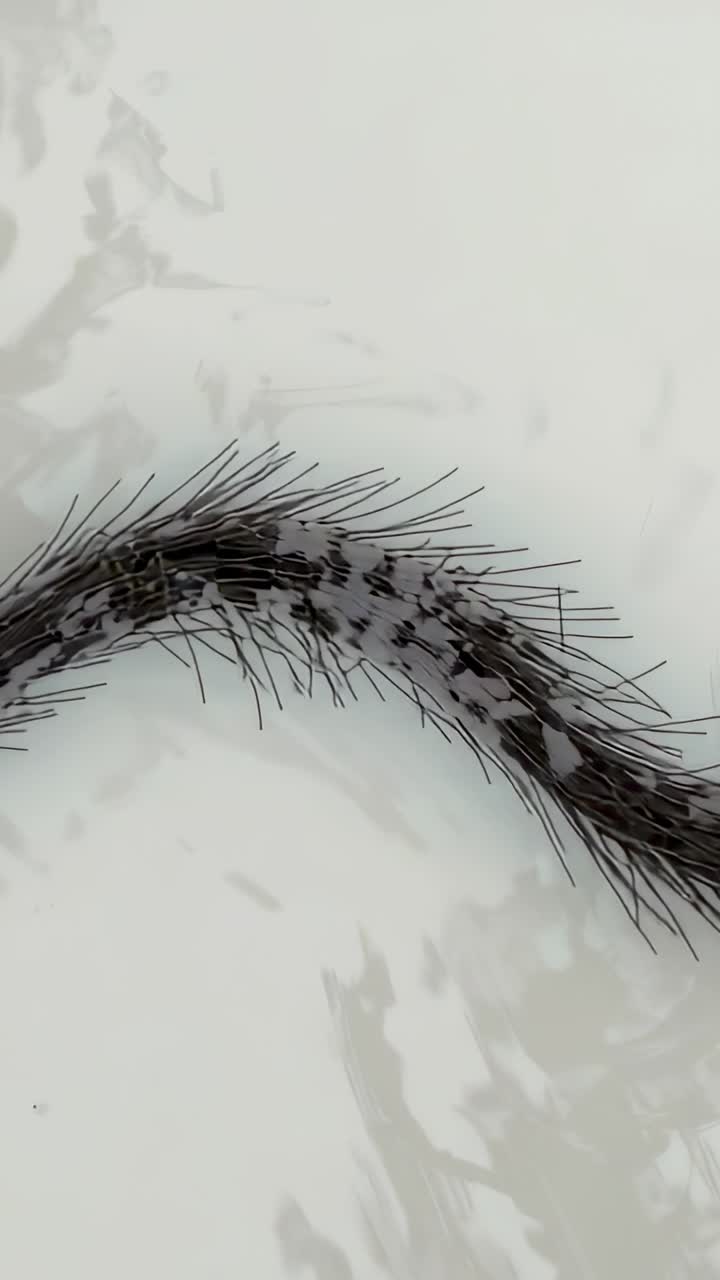 Vertical video: Moving bristled segmented body forming S in first shot and shifting right on marble