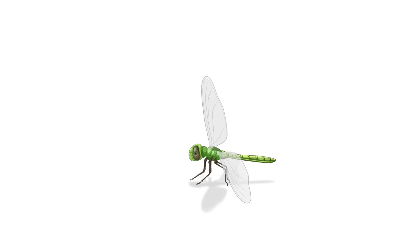 Illustrated animation of a dragonfly highlighting anatomical features with labels, showcasing movement and structure in a clean, educational style